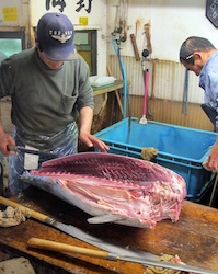 The fleshy tuna meat